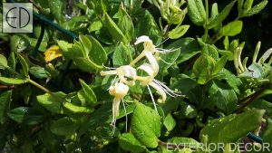 aromatna-lonicera