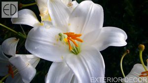 bjal-lilium