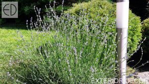lavandula