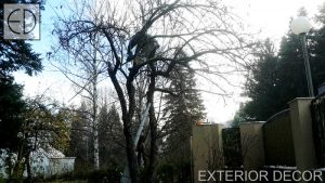 Есенна резитба на ябълково дърво